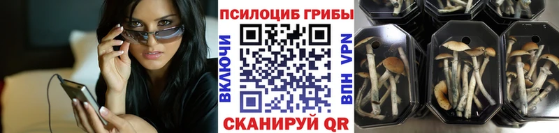 Псилоцибиновые грибы Psilocybine cubensis  Черкесск 